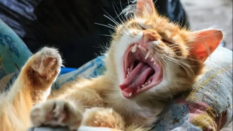 Spazzolino e dentifricio, gel e snack: la salute degli animali passa per l’igiene orale