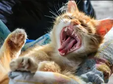 Spazzolino e dentifricio, gel e snack: la salute degli animali passa per l’igiene orale