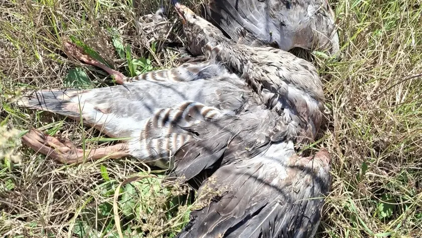 Una delle anatre abbattute