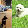 Luke il cane poliziotto e a destra il maltese Yoshi che è stato sbranato