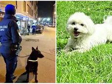 Luke il cane poliziotto e a destra il maltese Yoshi che è stato sbranato