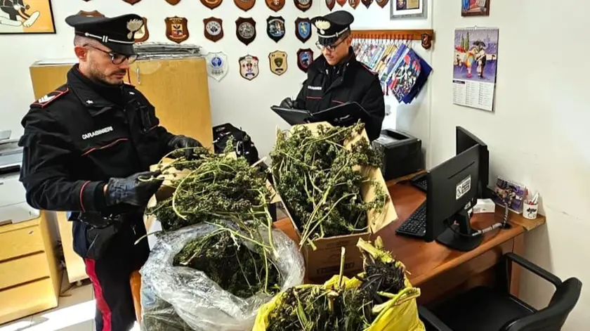 Le piante sequestrate