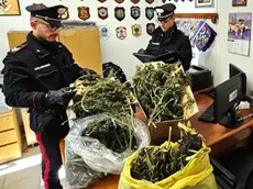 Le piante sequestrate