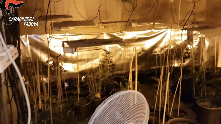 La serra di marijuana sequestrata a Cittadella