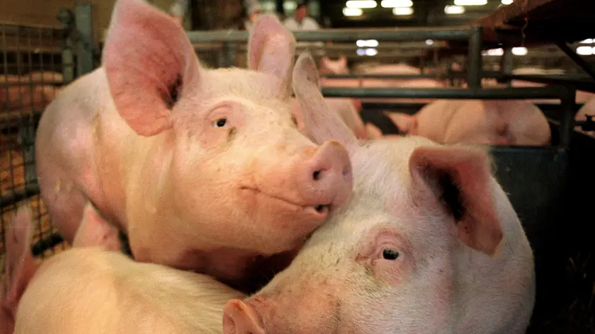 Un allevamento di suini