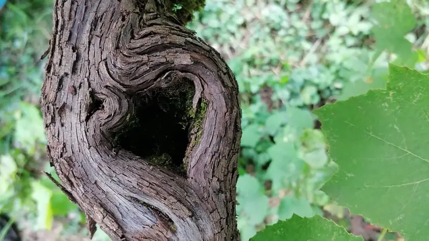 La vite del vino Clinto