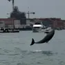 Il delfino "Mimmo" in bacino San Marco