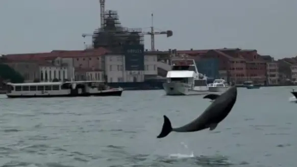 Il delfino "Mimmo" in bacino San Marco
