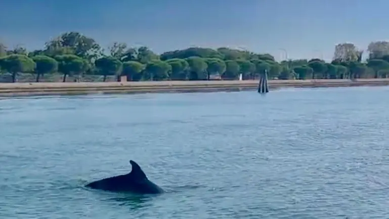 Il delfino Mimmo a caccia di prede