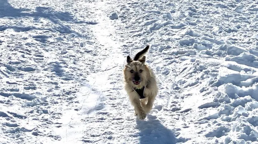 Una cane felice sulla neve: ma l'inverno racchiude insidie