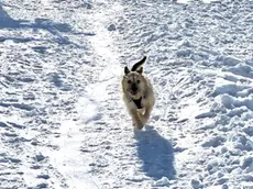 Una cane felice sulla neve: ma l'inverno racchiude insidie
