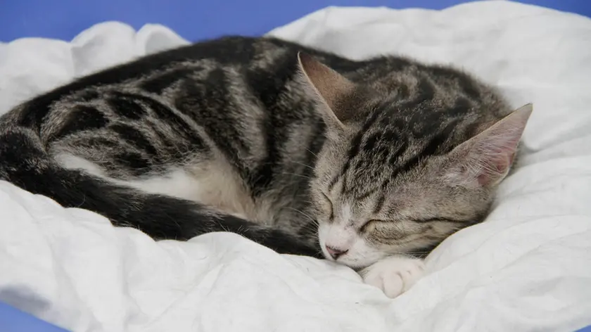 Un gatto in una foto d'archivio