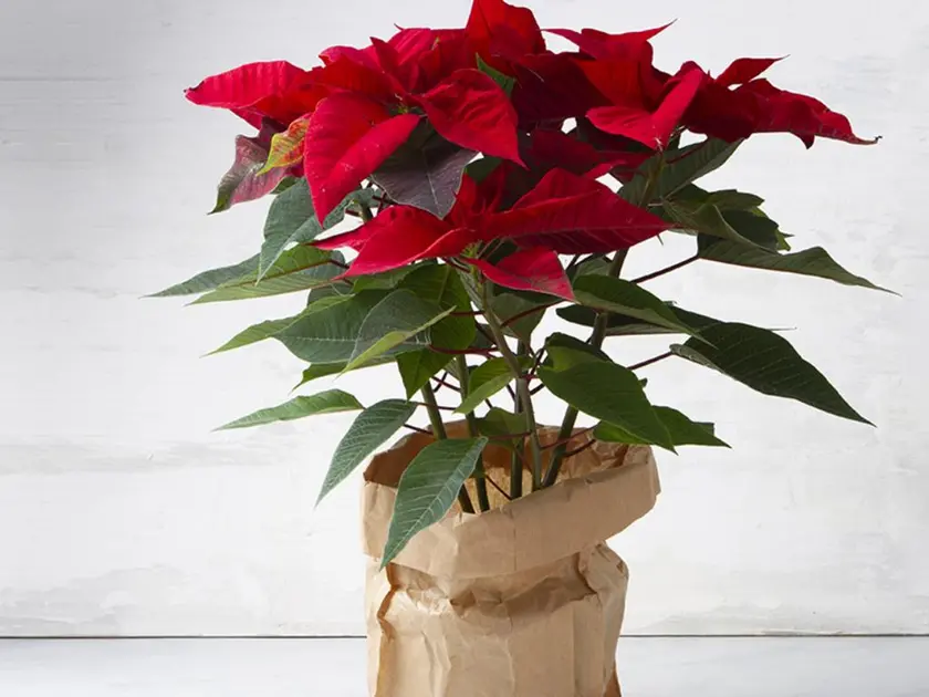 Una Stella di Natale