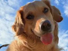 La foto di Peep su Gofundme