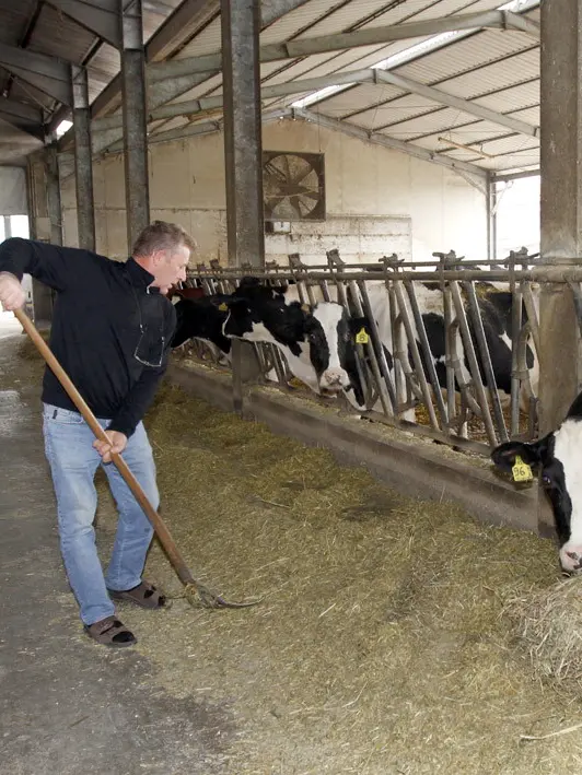 Un allevamento di mucche