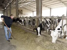 Un allevamento di mucche