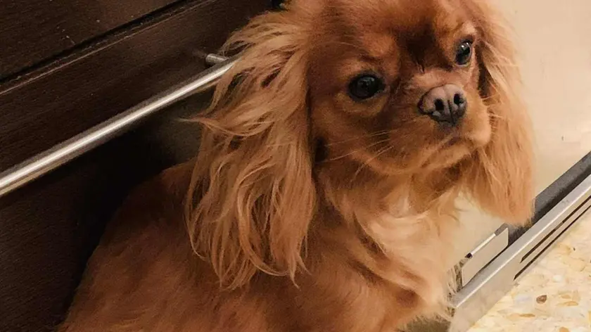 La cagnolina Maggie, che ha sventato il furto