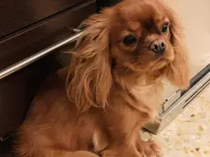 La cagnolina Maggie, che ha sventato il furto