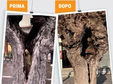 La Madonna distrutta a Fontaniva