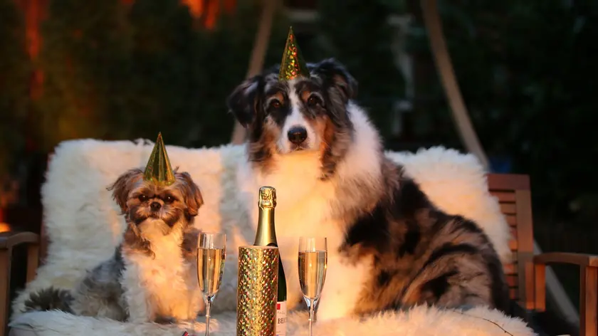 Botti di Capodanno, sei regole per salvare gli animali