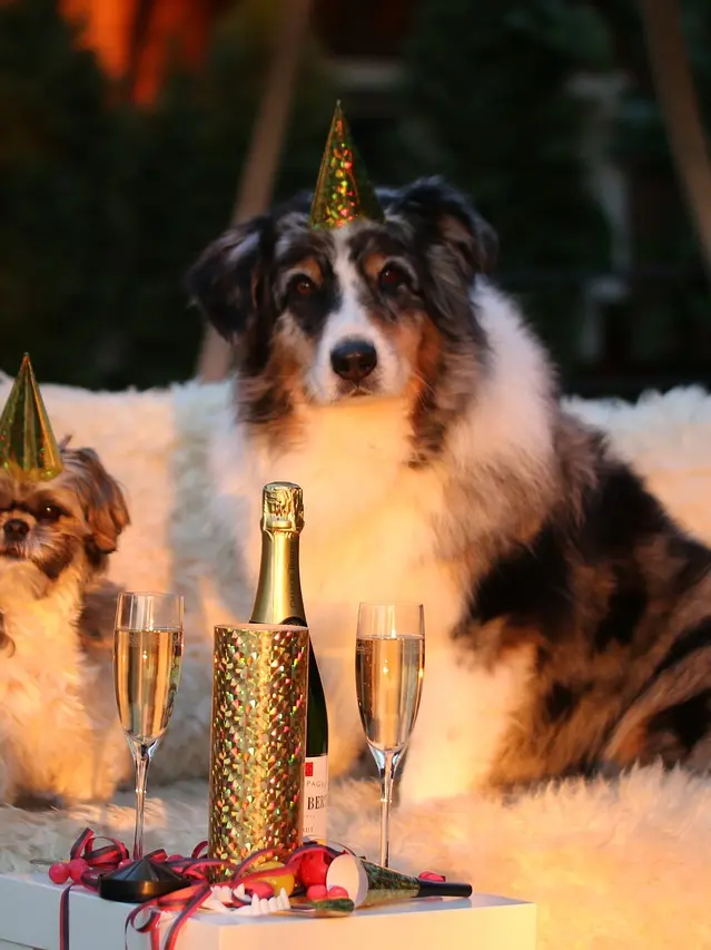 Botti di Capodanno, sei regole per salvare gli animali