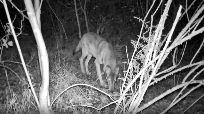 Un lupo catturato dalla fototrappola
