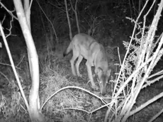 Un lupo catturato dalla fototrappola