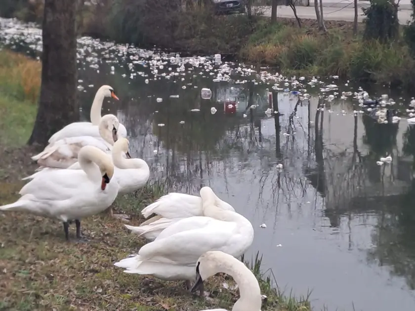 I cigni accanto al canale in cui sono caduti i rifiuti