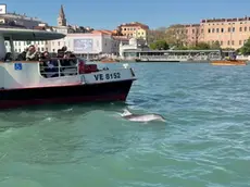 Il delfino mimmo in uno degli ultimi avvistamenti