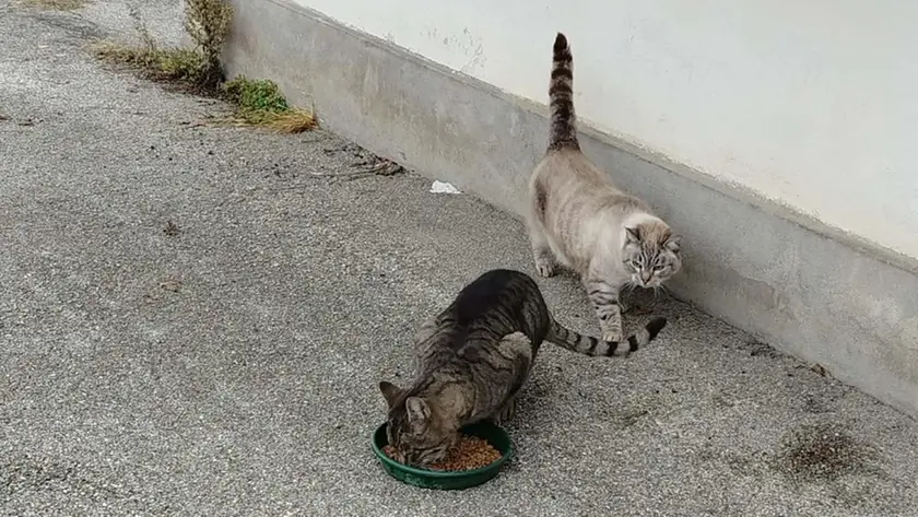 I gatti della colonia