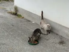 I gatti della colonia