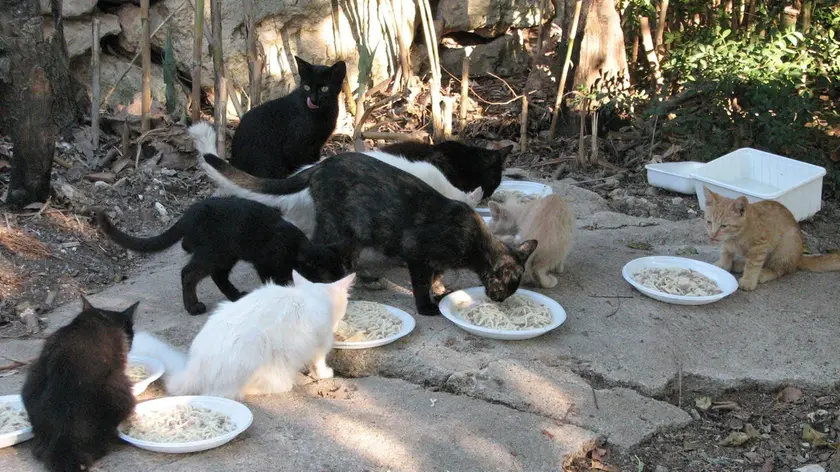 Stop al randagismo e alle malattie dei gatti: la castrazione è la risposta efficace