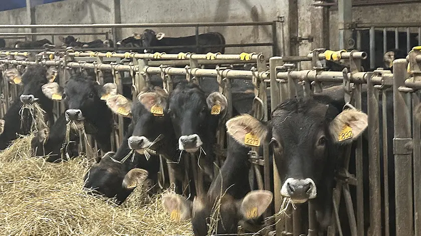 Un allevamento di mucche da latte