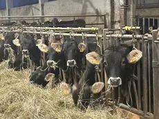 Un allevamento di mucche da latte