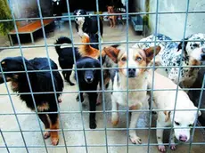 Botti delle feste, rintracciati 37 cani nel Padovano: «Proprietari trovati grazie ai microchip»