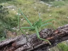 La cavalletta “Saga pedo” trovata sul pianoro del Mottolone