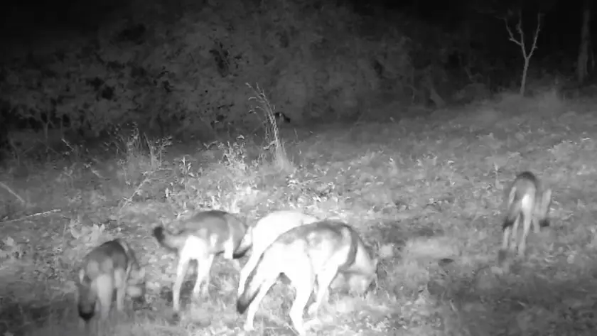 I lupi immortalati dalle fototrappole