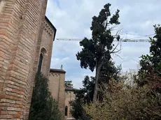 Il cipresso del Canova dietro la chiesa degli Eremitani a Padova