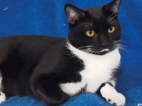 Un gatto. L'Oipa mette in guardia dalla leggerezza con cui ci si propone per ospitare temporaneamente un animale in difficoltà