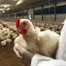 Un allevamento di galline