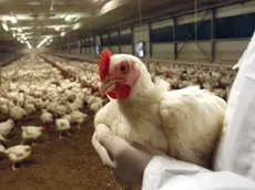 Un allevamento di galline