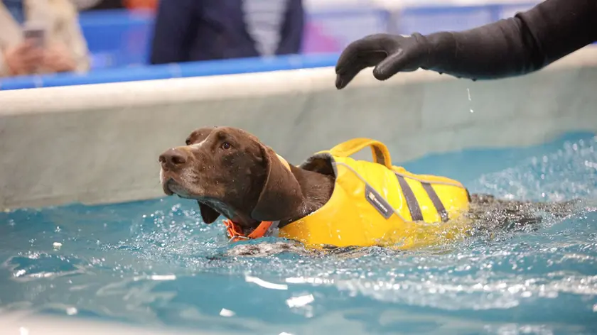 Torna la festa degli amici a quattro zampe in fiera Padova