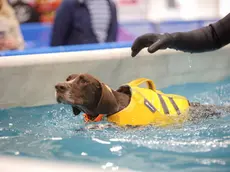 Torna la festa degli amici a quattro zampe in fiera Padova