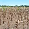 Emergenza siccità in Veneto