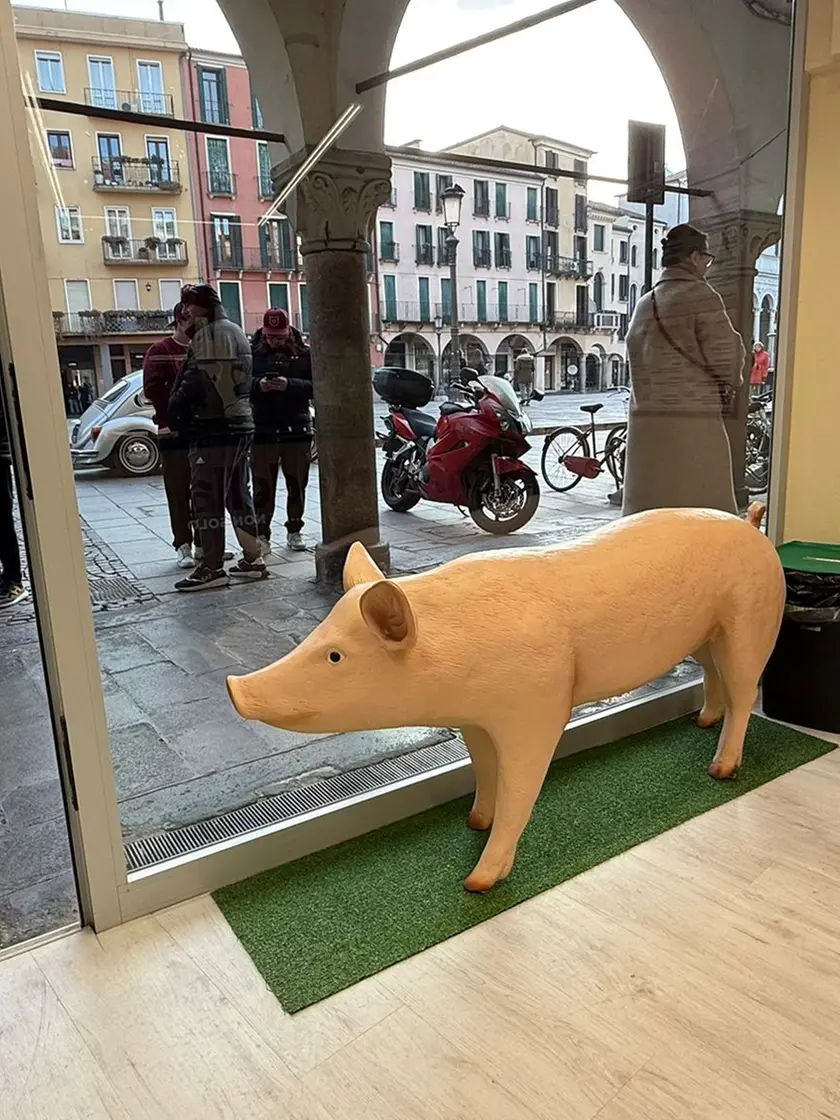 Il maiale simbolo di “Mortadella e non solo” esposto in vetrina nel negozio di piazza dei Signori