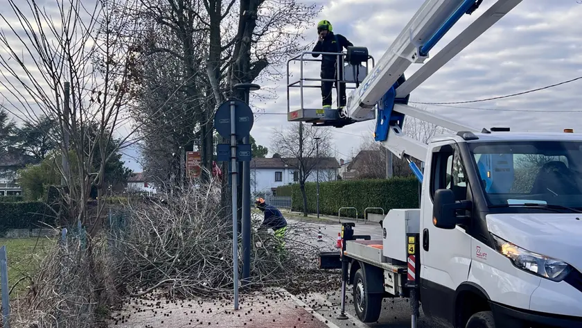 Il Comune di Montegrotto ha ordinato l'abbattimento di 224 alberi pericolosi