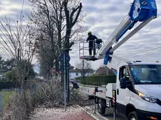 Il Comune di Montegrotto ha ordinato l'abbattimento di 224 alberi pericolosi
