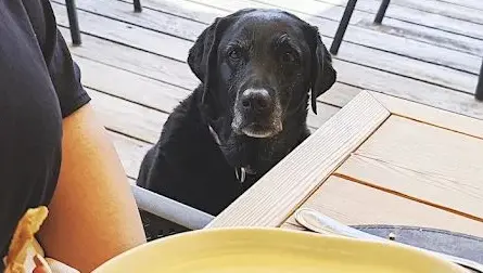 Un cane al ristorante: alla Scogliera di Cortina c'è il menu per Fido