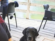 Un cane al ristorante: alla Scogliera di Cortina c'è il menu per Fido