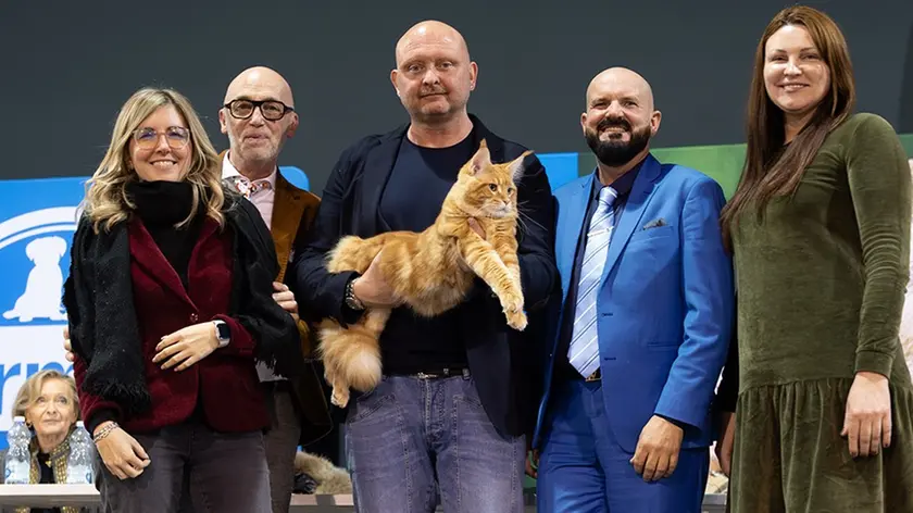 Ecco Abarth, il gatto più bello del mondo